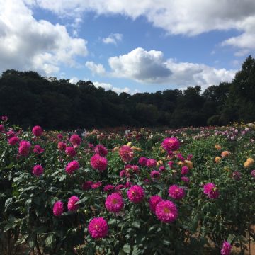 色鮮やかな花たちにうっとり 世羅高原農場のダリアを見に行こう 広島の育児情報 Pikabu ピカブ