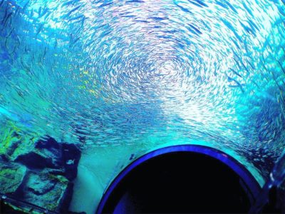 広島から行ける水族館9選 定番から穴場まで 広島ママpikabu